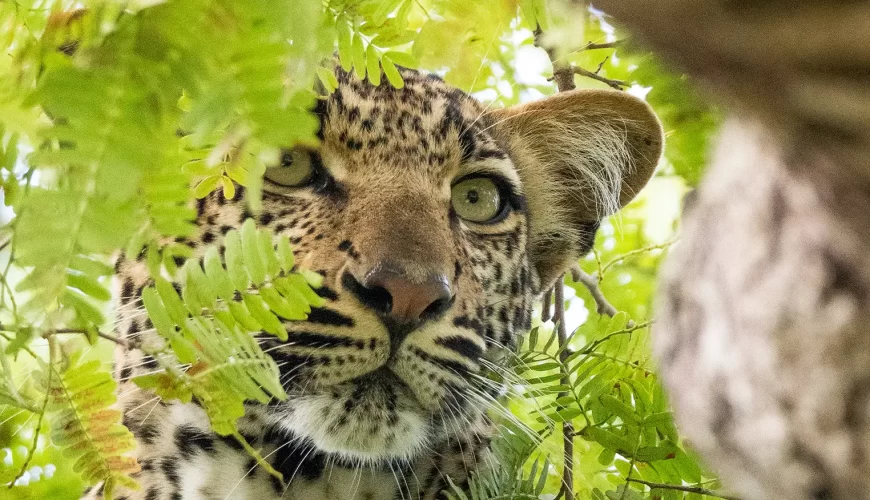 Why Tanzania Is the Best African Safari Destination