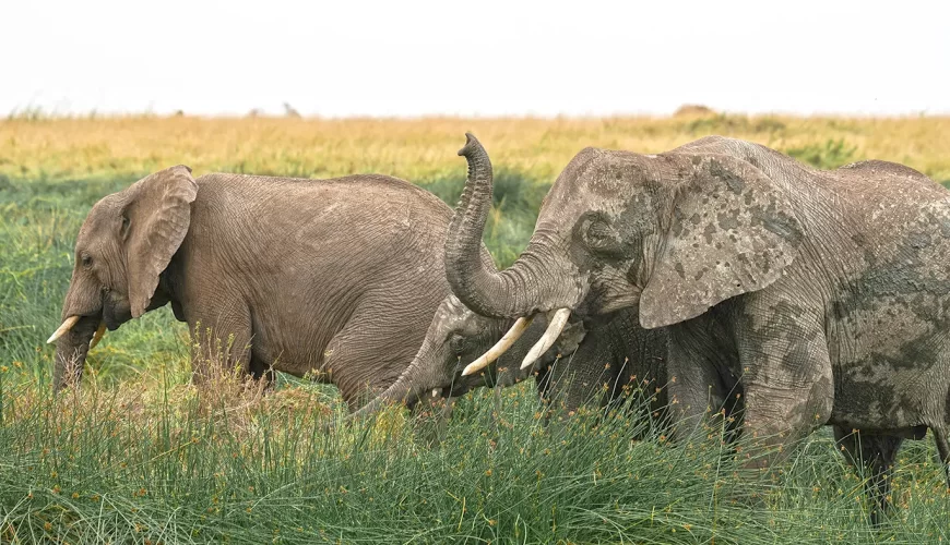 5 Incredible Wildlife Species You Must See on a Safari