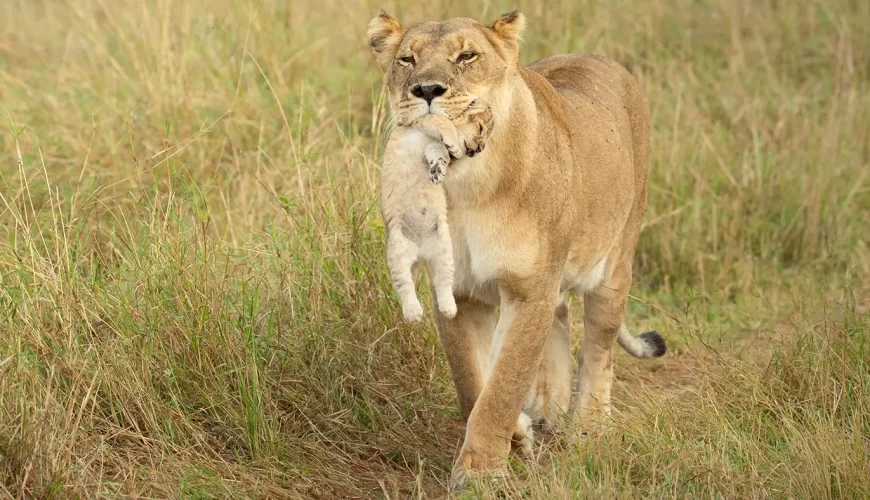 Life-Changing Safari Experiences