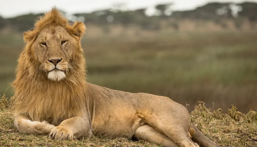 Expert Tips for Capturing Wildlife on Safari